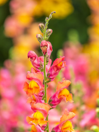 Pink flowers in the garden called Snapdragon or Antirrhinum majus or Bunny rabbits. Pink antirrhinum or dragon flowers or snapdragons in the outdoors. Pink flowers.の写真素材