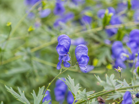 Beautiful autumn flower heard of blue azure of Monk's Hood, a toxic plant used as a poison. Aconitum carmichaelii Arendsii. Aconitum blue flowers on green backgroundの写真素材