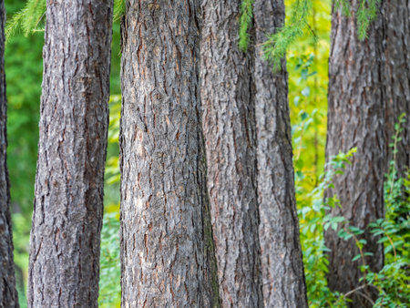 Larch tree trunk gray rough bark texture on sunny day. The bark of an old tree. Larch bark. Detailed...