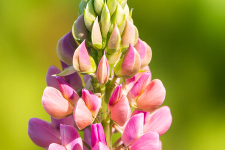 Lupins, lupin plant, lupinus, with pink flowers growing in a back garden. Lupinus polyphyllus large leaved lupine flowers in bloomの写真素材