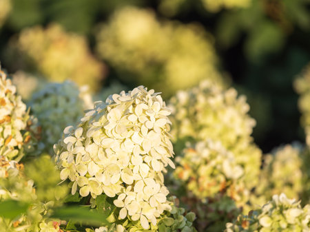 Lush white and yellow hydrangea flowers in summer. White and yellow flowers with blurred background....