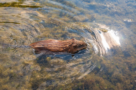 Muskrat, Ondatra zibethicuseats swiming at the surface of the lake water. Ondatra zibethicus, water...