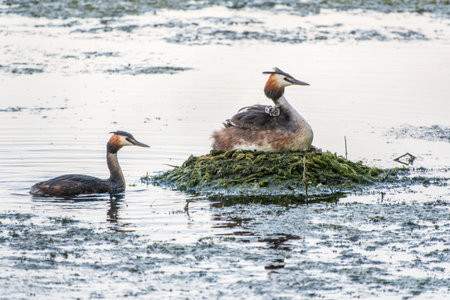 Great Crested Grebe, Podiceps cristatus, water bird sitting on the nest, nesting time on the green...
