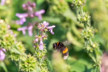 A bee collects pollen on Purple Betony flowers or Betony, Wood Betony, Bishopwort, Bishop's Wort. Wildlife concept. Selective focus.の写真素材