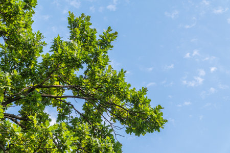 Green oak leaves background. Plant and botanical nature texture. green oak leaves in woods. Green oak leaves on a branch in sunlightの写真素材