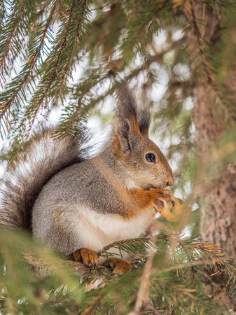 The squirrel with nut sits on tree in the winter or late autumn. Eurasian red squirrel, Sciurus...