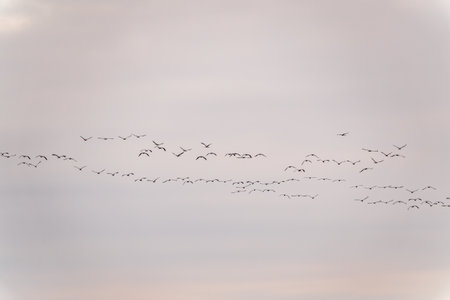 Flying cranes flock against blue sky. Silhouette of birds flying over wheat field at sunsetの写真素材