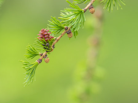 Larch tree fresh pink cones blossom at spring on nature background. Branches with young needles European larch Larix decidua with pink flowers.の写真素材