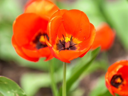 Colorful red tulips blossom in spring. Natural sprint time background.の写真素材