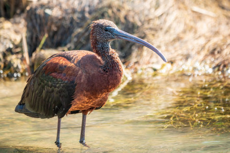 The glossy ibis, latin name Plegadis falcinellus, searching for food in the shallow lagoon. A brown ibis stands in the water on the shore of the lake.の写真素材