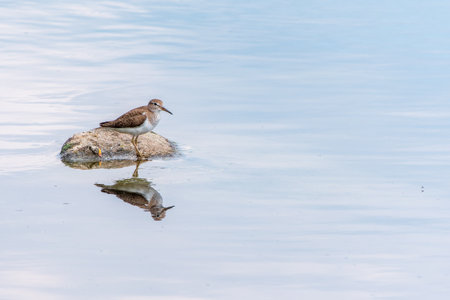 Common sandpiper, Actitis hypoleucos, resting lake shore with reflection in water. The common sandpiper, Actitis hypoleucos, is a small Palearctic waderの写真素材