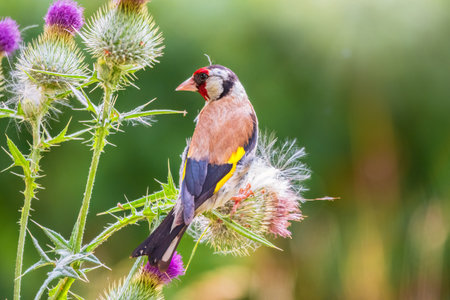European goldfinch, feeding on the seeds of thistles. European goldfinch or simply goldfinch, latin name Carduelis carduelis, Perched on a Branch of thistleの写真素材