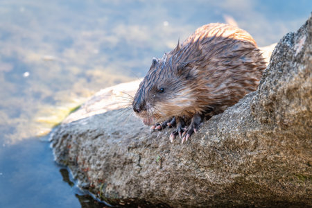 Wild animal Muskrat, Ondatra zibethicuseats, eats on the river bank. Muskrat, Ondatra zibethicus, water rodent in natural habitat.の写真素材