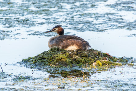 Great Crested Grebe, Podiceps cristatus, water bird sitting on the nest, nesting time on the green lake, bird in the nature habitat. Elegant waterbird in the family Podicipedidae nesting on lake.の写真素材