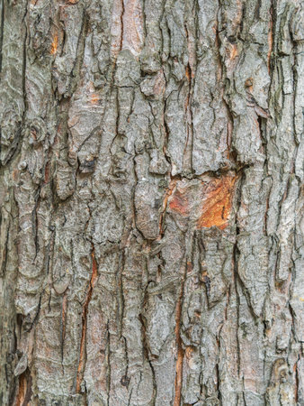Texture of the bark of an old apple tree, background. Detailed bark texture. Natural background