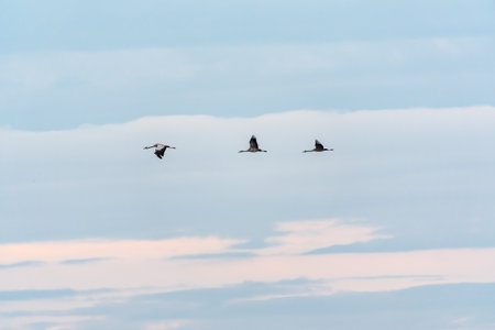 Flying cranes flock against blue sky. Silhouette of birds flying over wheat field at sunsetの写真素材