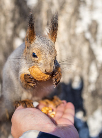 A squirrel in the autumn eats nuts from a human hand. Eurasian red squirrel, Sciurus vulgaris.の写真素材