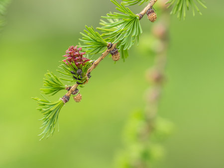 Larch tree fresh pink cones blossom at spring on nature background. Branches with young needles European larch Larix decidua with pink flowers.の写真素材