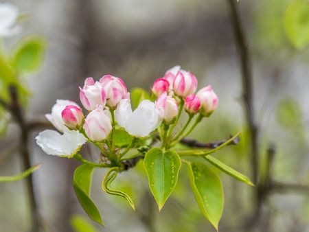 Fresh pink flowers of a blossoming apple tree with blurred background. Blossoming an apple tree. Pink flowers, Close-up.の写真素材