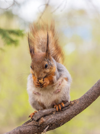 The squirrel with nut sits on a branches in the spring or summer. Eurasian red squirrel, Sciurus vulgarisの写真素材