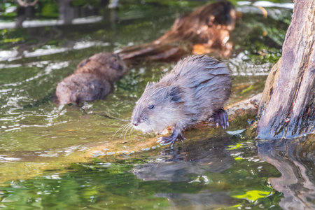 Portrait of a muskrat, ondatra zibethicus, rodent found in wetlands. Muskrat, Ondatra zibethicus, water rodent in natural habitat.の写真素材
