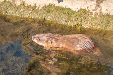Muskrat, Ondatra zibethicuseats swiming at the surface of the lake water. Ondatra zibethicus, water rodent in natural habitat.の写真素材