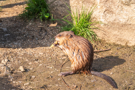 Wild animal Muskrat, Ondatra zibethicuseats, eats on the river bank. Muskrat, Ondatra zibethicus, water rodent in natural habitat.の写真素材