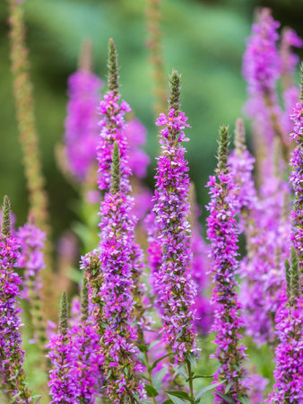 Summer Flowering Purple Loosestrife, Lythrum tomentosum or spiked loosestrife and purple lythrum on...