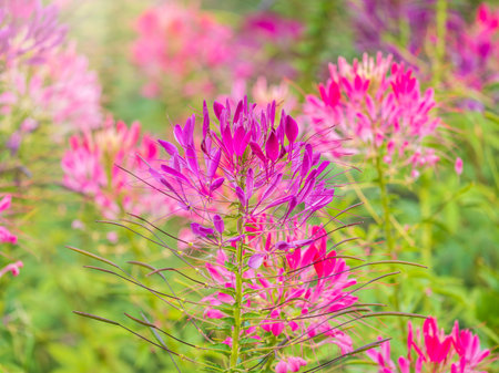 Group of purple and red Cleome hassleriana flowers or Spinnenblume or Cleome spinosa is on a green blurred background. Natural closeup on the pink flower of Cleome hasslerianaの写真素材