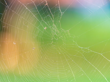 The spider web (cobweb) closeup background. Spider web in the sun. Beautiful spider web with close-upの写真素材