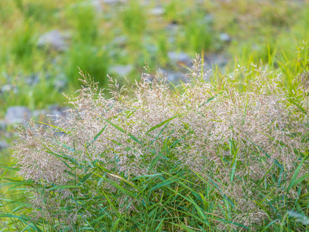 Yellow reed in the field. Bright natural background with sunset. Selective soft focus of beach dry grass, reeds, stalks blowing in the wind at golden sunset light, horizontalの写真素材