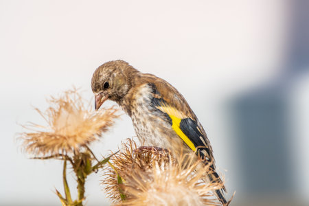 European goldfinch with juvenile plumage, feeding on the seeds of thistles. Juvenile European goldfinch or simply goldfinch, latin name Carduelis carduelis, Perched on a Branch of thistleの写真素材