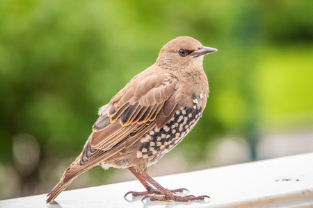 The common starling or Sturnus vulgaris or the European starling is a medium-sized passerine bird in the starling family, Sturnidae. Sitting on the fence in the garden in springtime.の写真素材