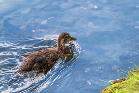 Cute little duckling swimming alone in a lake or river with calm water. agriculture, farming. happy duck. cute and humorの写真素材