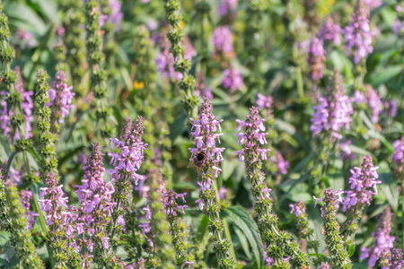 Close up of stachys officinalis, Betonica officinalis foliage. Betonica officinalisの写真素材