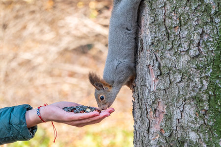 Girl feeds a squirrel with nuts in an autumn park. Squirrel eats nuts from the girls hand.の写真素材
