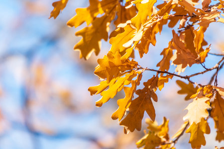Oak branches with yellow leaves in autumn park. Bright yellow and orange autumn leaves of oak tree.の写真素材