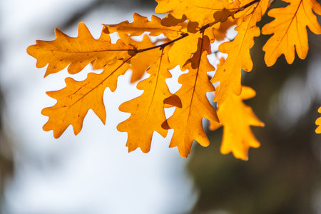 Oak branches with yellow leaves in autumn park. Bright yellow and orange autumn leaves of oak tree.の写真素材