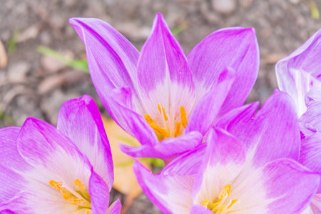 Purple Crocus Flowers in Spring. A close-up of a cluster of blooming purple crocuses. Bright floral background.の写真素材