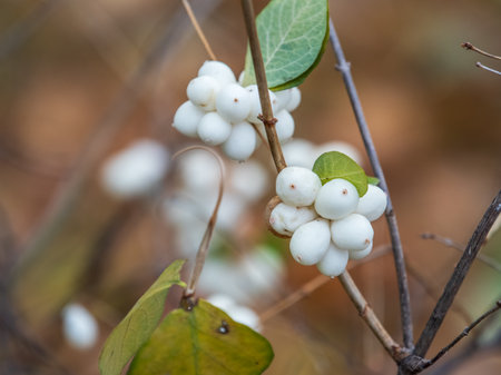 Snowberry shrub with white poisonous berries in autumn, also known as ghostberry and waxberry, popular ornamental garden plant. Latin name Symphoricarpos albusの写真素材