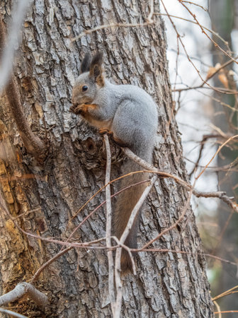 The squirrel with nut sits on tree in the autumn. Eurasian red squirrel, Sciurus vulgaris. Portrait of a squirrel in autumnの写真素材