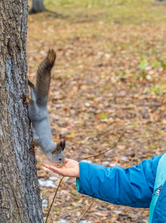The boy feeds a squirrel with nuts from a hand in the wood. Wild animal. Autumn forest.