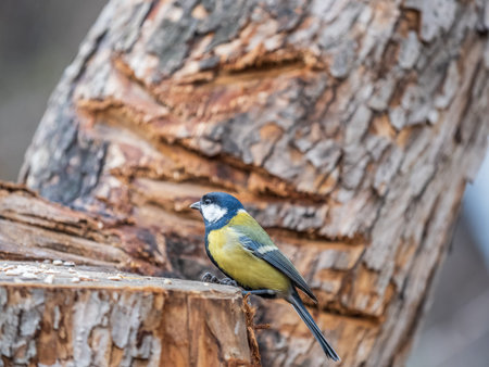 Cute bird Great tit, songbird sitting on the branch with blurred background. Parus majorの写真素材
