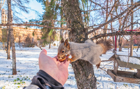 Squirrel in the winter eating nuts from a man's hand. Caring for animals in winter or autumn....