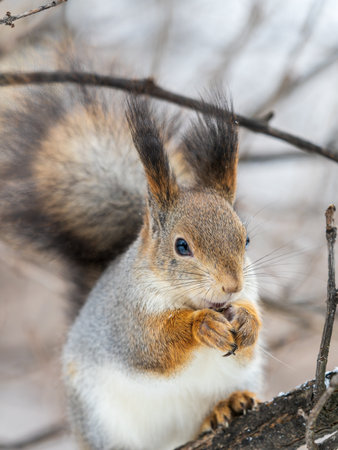 The squirrel with nut sits on tree in the winter or late autumn. Eurasian red squirrel, Sciurus vulgaris.の写真素材