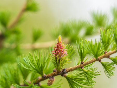 Larch tree fresh pink cones blossom at spring on nature background. Branches with young needles European larch Larix decidua with pink flowers.の写真素材