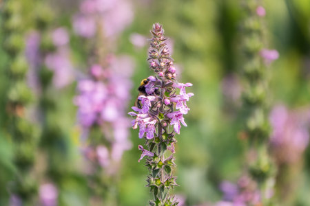 A bee collects pollen on Purple Betony flowers or Betony, Wood Betony, Bishopwort, Bishop's Wort. Wildlife concept. Selective focus.の写真素材