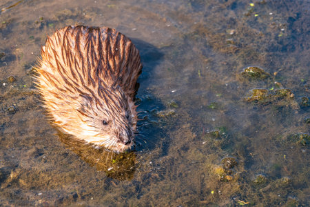 Portrait of a muskrat, ondatra zibethicus, rodent found in wetlands. Muskrat, Ondatra zibethicus, water rodent in natural habitat.の写真素材