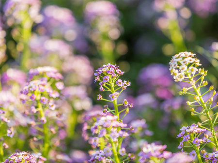Verbena bonariensis flowers, Argentinian Vervain or Purpletop Vervain, Clustertop Vervain, Tall Verbena, Pretty Verbena, in garden on green blurred backgroundの写真素材