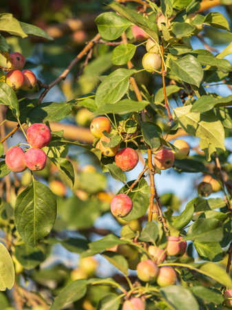 Bright red small wild apples among the yellow leaves in autumn. A bunch of wild apple tree with...